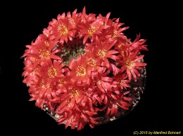 Rebutia minuscula v. grandiflora WR801 1273